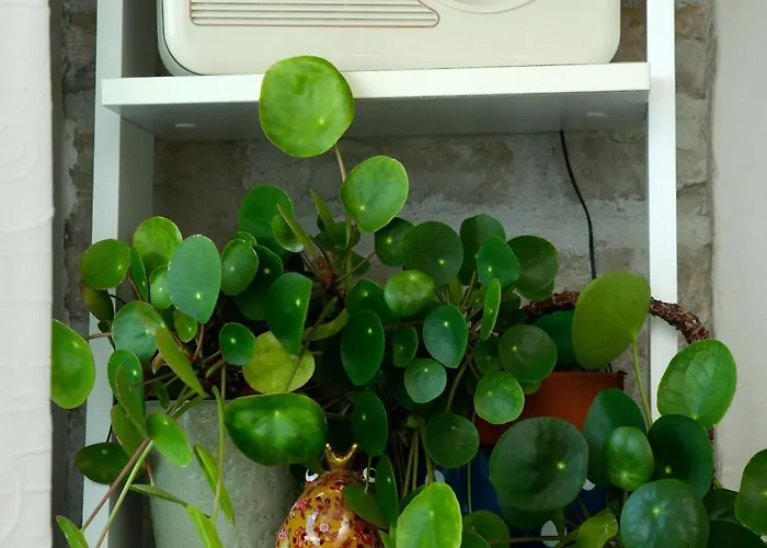 Amazing Waterfront 볼